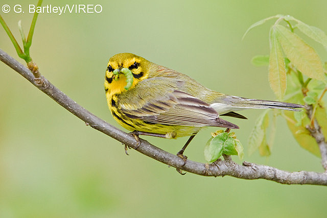 Prairie Warbler b57-10-143.jpg